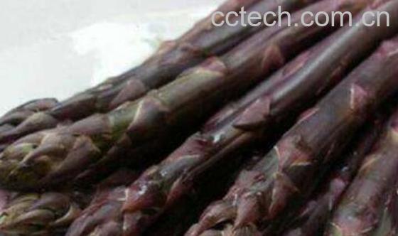 紫芦笋茶的功效与作用-1