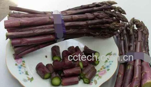 紫芦笋茶的功效与作用-0