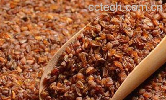 苦荞茶可以天天喝吗 苦荞茶的危害有哪些-1