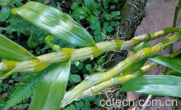 马鞭石斛的功效与作用 马鞭石斛图片-1
