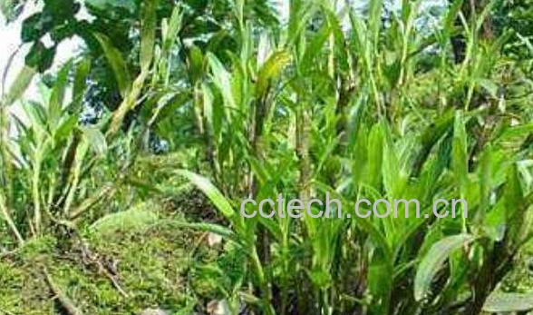 马鞭石斛的功效与作用 马鞭石斛图片-0