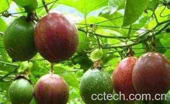 百香果不能与什么同食 百香果的食用禁忌-0