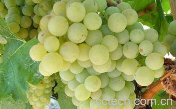 青葡萄的功效与作用-0
