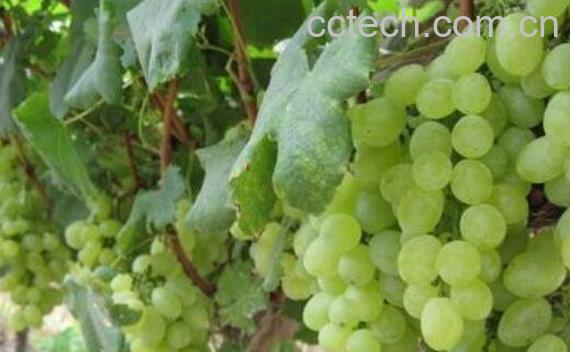 青葡萄的功效与作用-1