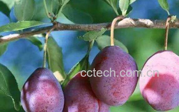 新鲜西梅的功效与作用有哪些-1