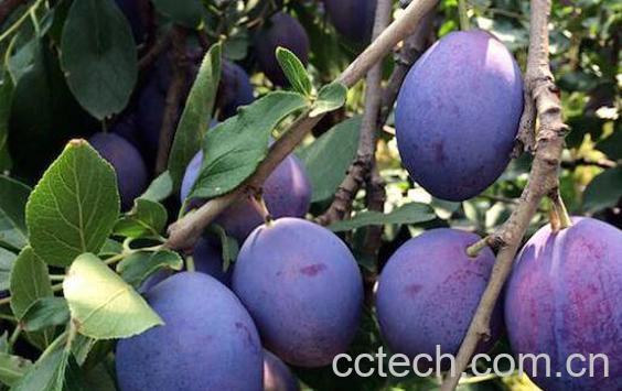 新鲜西梅的功效与作用有哪些-0