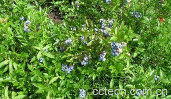 蓝莓叶茶的功效与作用-1