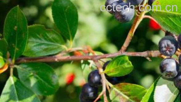 蓝莓叶茶的功效与作用-0