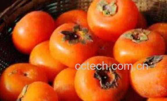 孕妇能吃柿子吗 孕妇吃柿子的好处和坏处-1