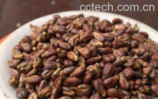 葡萄籽的功效与作用及禁忌-0