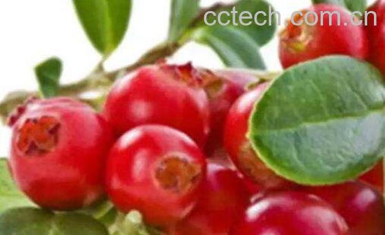 越橘果的功效与作用-1