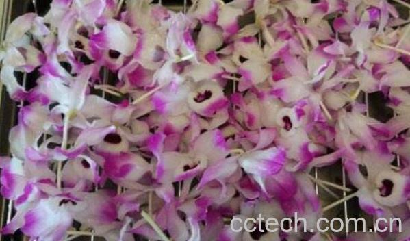 金钗石斛花的功效与作用及副作用-0