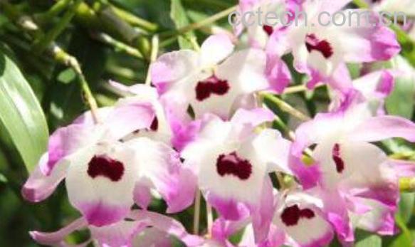 金钗石斛花的功效与作用及副作用-1