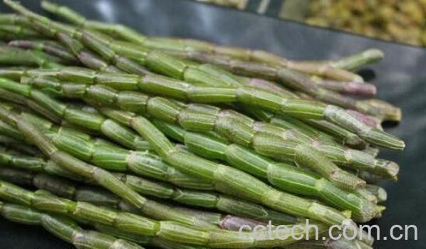 鲜石斛的功效与作用-0