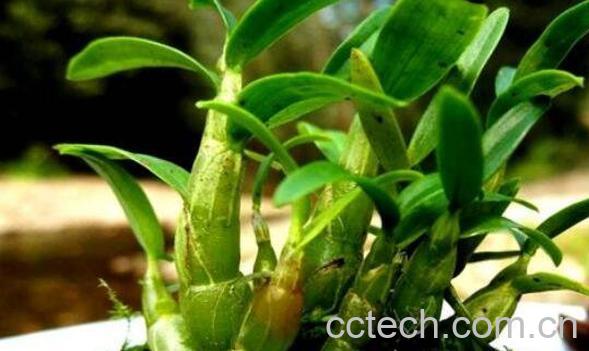 霍山石斛怎么吃最好 霍山石斛的食用方法-0