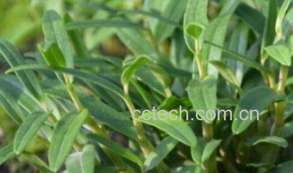 霍山石斛怎么吃最好 霍山石斛的食用方法-1