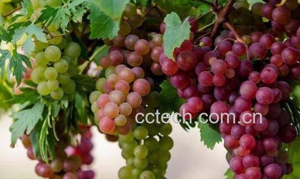 吃葡萄有什么好处和坏处-0