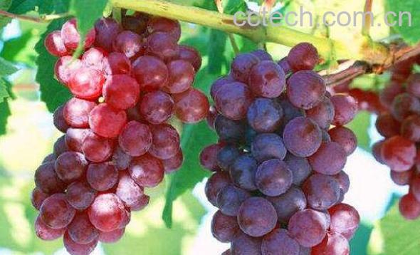吃葡萄有什么好处和坏处-1