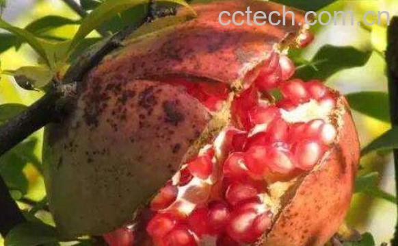 吃石榴有什么好处与坏处-1