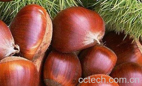 吃板栗有什么好处 吃板栗的好处与功效-1