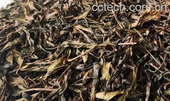 大乌叶和鸭屎香的区别 喝大乌叶的好处-0