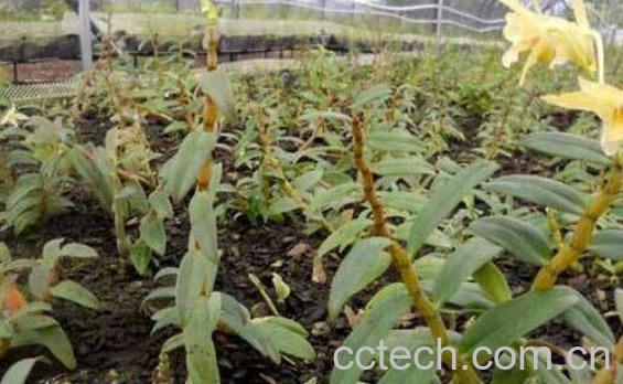 铁皮石斛的功效与作用及副作用-1