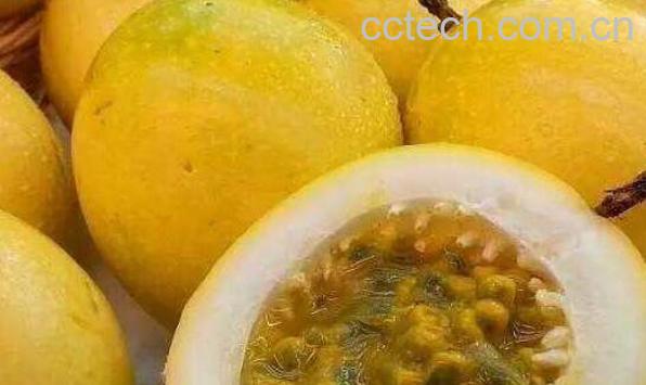 黄金百香果怎么吃 吃黄金百香果的好处-1