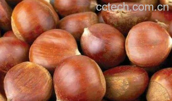 水煮生栗子怎么做好吃 -1