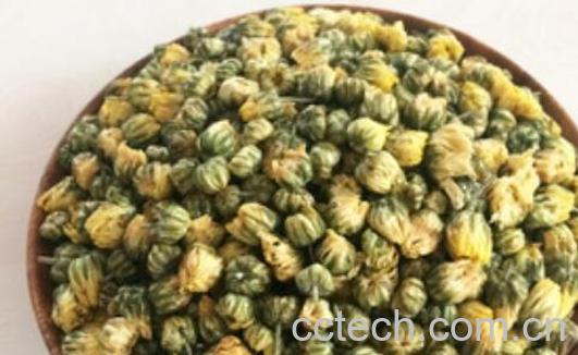 怀珍珠菊的功效与作用及禁忌-0