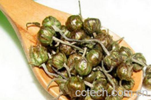 玲珑怀菊的功效与作用-1