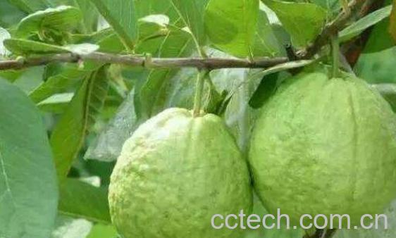 番石榴怎么吃图解 吃番石榴有什么好处-0