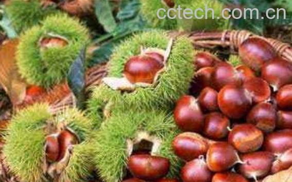 栗子怎么煮好吃 栗子怎么煮容易剥壳-0