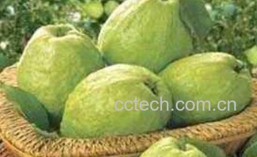 番石榴怎么吃图解 吃番石榴有什么好处-1