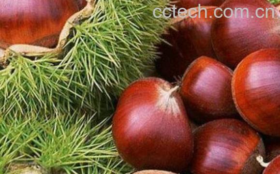 板栗怎么保存 保存板栗不变质的方法技巧-0