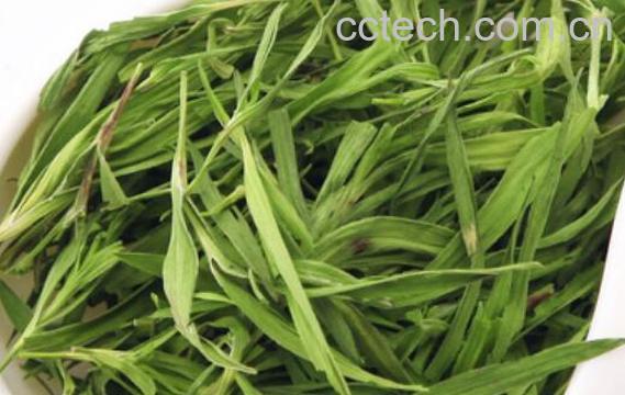 竹叶茶的功效与作用及禁忌-1