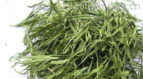 竹叶茶的功效与作用及禁忌-0