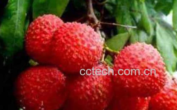 荔枝怎么保存 荔枝保鲜的方法技巧-1