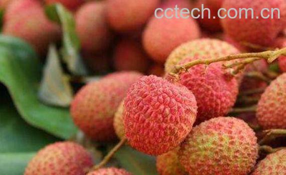 荔枝怎么保存 荔枝保鲜的方法技巧-0