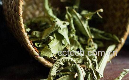 马鞭草茶的功效与作用及禁忌-1