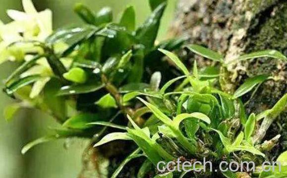 什么人不适合吃石斛 石斛泡水喝的禁忌-0