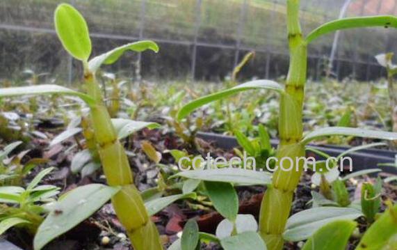 铁皮石斛的功效与作用及食用方法-1