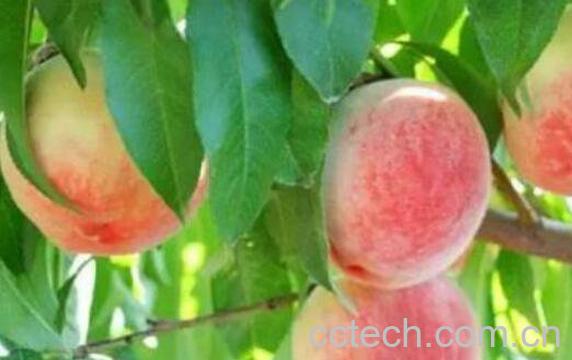 桃子怎么保存 如何让桃子保持新鲜-0