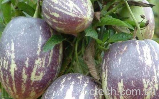 人参果总皂苷是什么 人参果总皂苷的功效与副作用-1