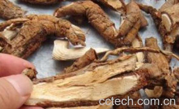 野生猕猴桃根的功效与作用及药用价值-0