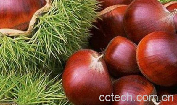 板栗怎么煮好吃 怎样煮板栗容易剥皮-0