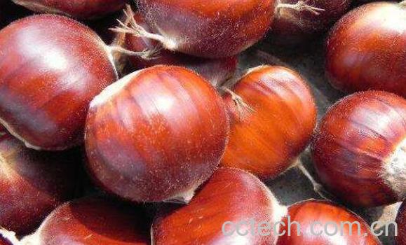板栗怎么煮好吃 怎样煮板栗容易剥皮-1