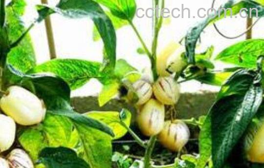 人参果如何种植 人参果种植方法技巧-0