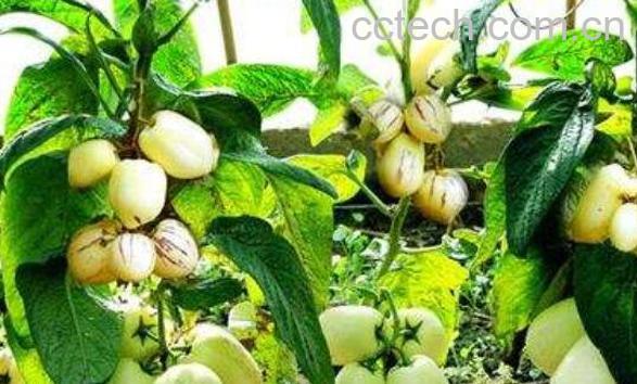 人参果如何种植 人参果种植方法技巧-1