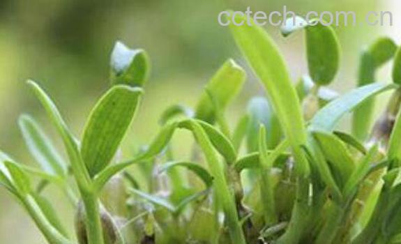 石斛如何养殖 石斛种植方法-0