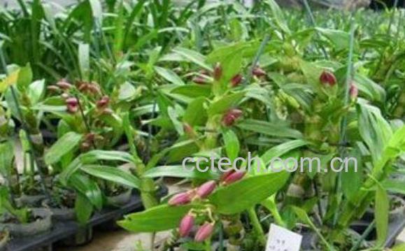 石斛如何养殖 石斛种植方法-1